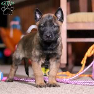 Blaze, Belgian Malinois Puppy